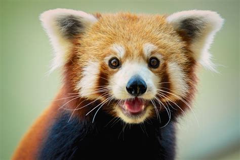 Red Panda Facts: Behavior, Habitat, Diet