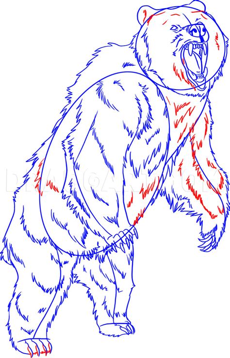 Grizzly Bear Standing Up And Roaring Drawing