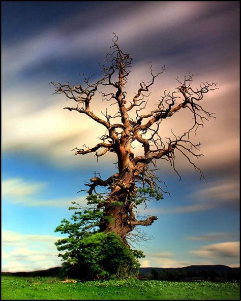 Beth Moon Photographs The World S Oldest Trees Illuminated By Starlight