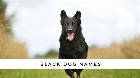 130 Black Dog Names With Meanings For Your New Dog