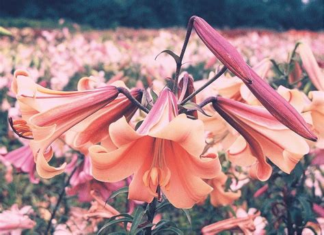 ‘copper Crown — The Lily Garden Lily Garden Trumpet Lily Lily