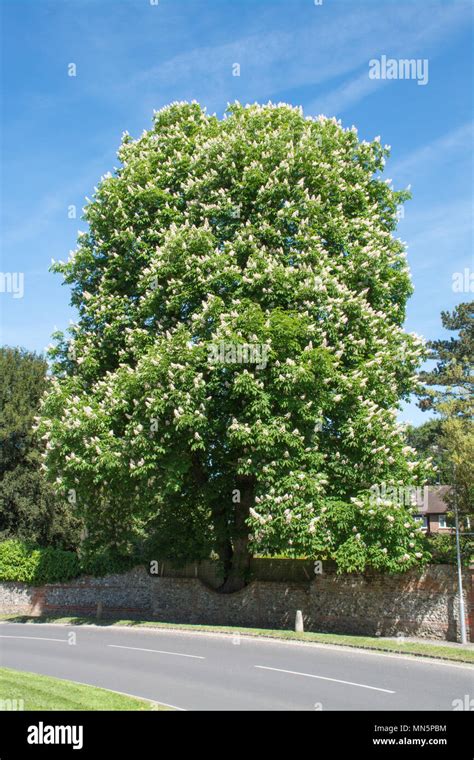 Large Horse Chestnut Tree In Flower During May At Goring On Thames In