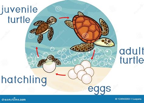 A Life Cycle Of A Turtle