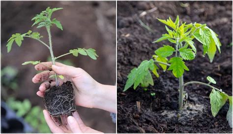 8 étapes Pour Transplanter Des Plants De Tomates Dans Le Bon Sens N°1