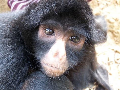 Spider Monkeys Wild Animals News And Facts