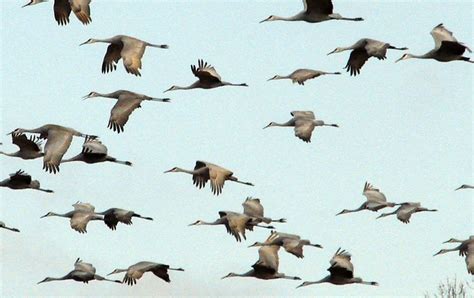 Climate Change Might Make Birds Mis Time Their Migrations Scientific