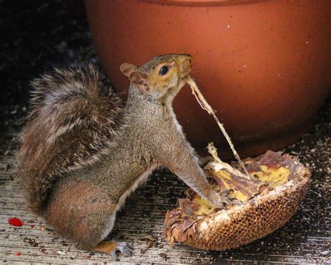 Squirrel Week 2019 Here Are The Winners Of The Squirrel Week Photo