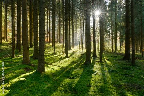 Fichtenwald Im Warmen Licht Der Morgensonne Weiche Moospolster
