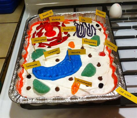 Plant Cell Model Ideas Clay Edible Recycled And How To Make It