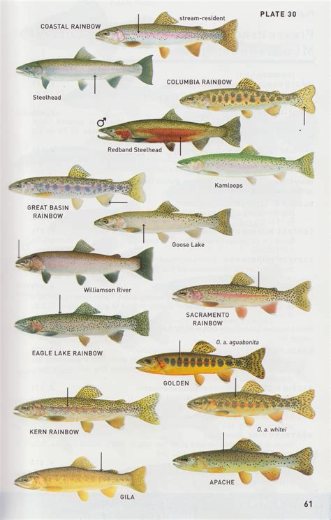 Rainbow Trout Varieties And Similar Species Of Non Sea Running Fish In