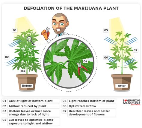 Cannabis Defoliation 101 How Pruning Can Improve Your Grow