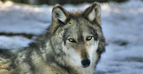 Gray Wolves Are Returning To Yellowstone Park — And They Are Helping