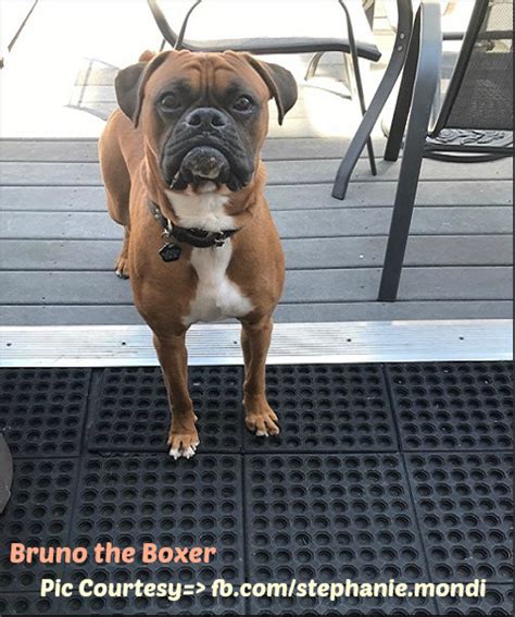 And it should never be used for pregnant or lactating females. How Much Food should a Boxer Eat? - Boxer Dog info and ...