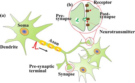 A Schematic Diagram Of A Biological Neuron B Schematic