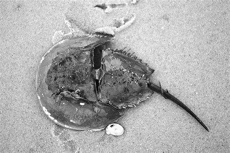 Horseshoe Crab At Red River Beach Cape Cod Photograph By Suzanne Powers