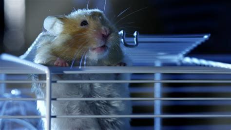 Hamster Video Free Telegraph