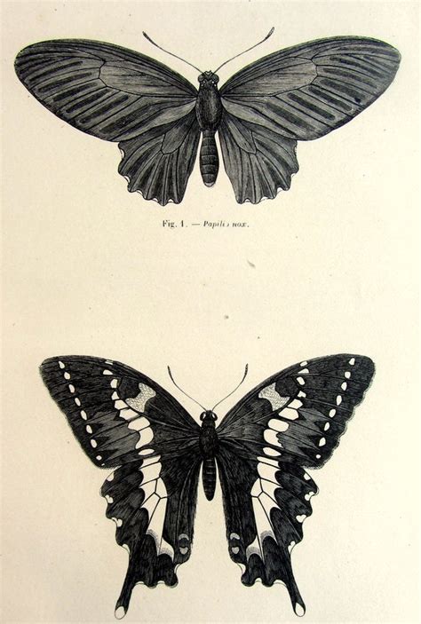 1860 mariposa antiguo grabado impresión vintage origina Etsy