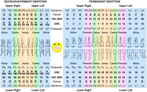 Portion of tooth seen when the mouth is open/smiles. Dental notation - Wikipedia