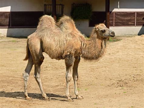 Domestic Bactrian Camel Camelus Bactrianus Calf Stock Image Image Of