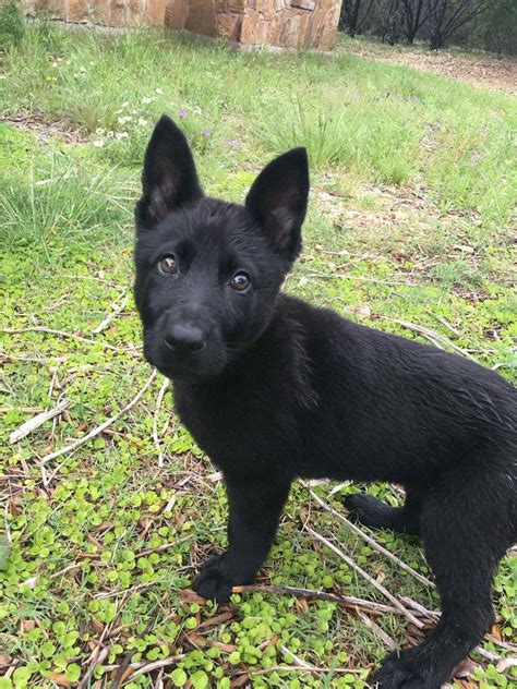 All Black German Shepherd Puppies For Sale Petsidi