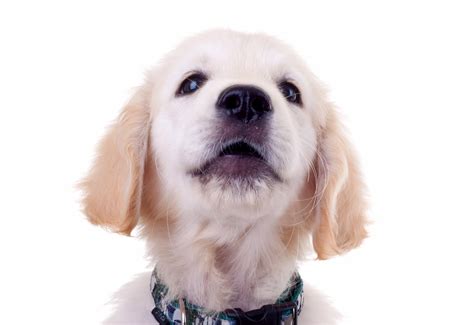 Comprehensive Puppy Veterinary Services - River Road Animal Hospital