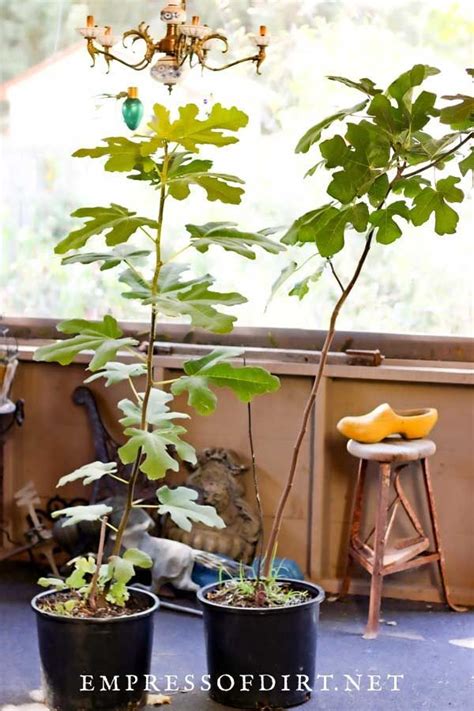 How To Overwinter Potted Trees And Readjust Them In Spring Empress Of