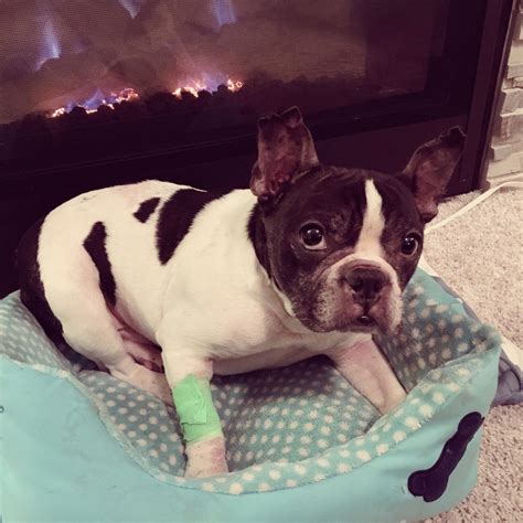 (allergy) hypersensitivity reaction to a particular allergen; Vet visit | Welcome to Itchy Frenchie!