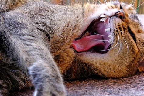 Cat Malai Yawn Animal Kitten Feline Head Gray Home Fur Pxfuel