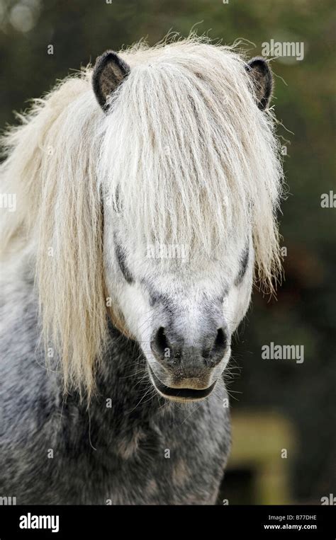 Shetland Pony Portrait Stock Photo Alamy