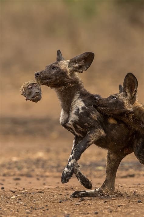 African Wild Dogs Eating