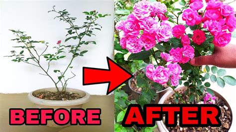 How To Care Rose Plant In Winter। Full Caring Tips For Growing Rose
