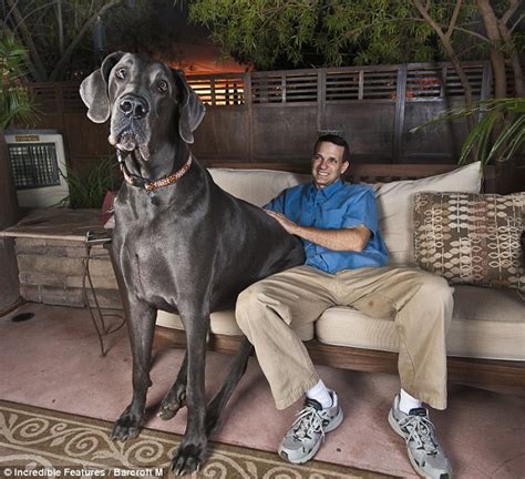 Giant George The Worlds Tallest Dog Has Died