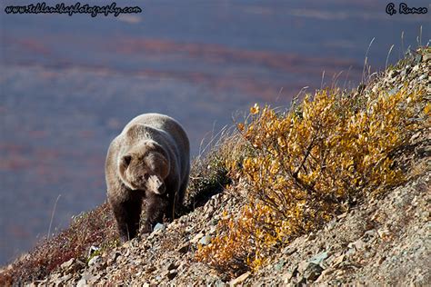 The Bear Wilder Alaska Teklanika Photography Field Journal