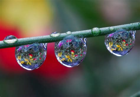 The tiny greenhouse will capture water as it evaporates and water droplets will fall back into the plant. Tiny worlds in drops of water | Flickr Blog