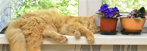 But terry said his son was in good health, and despite being stung by a wasp as recently as last year, daniel had never shown signs of. Cat Stung by Bee or Wasp? What You Need to Know | Hills Pet