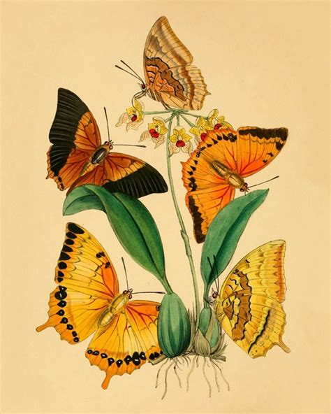 Butterfly Vintage Art Print Antique Prints By Antiquebotanicalart
