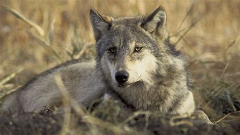 The Endangered Species Act Turns 40 Kqed