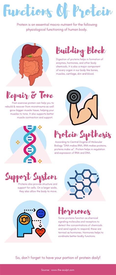 What Are Benefits Of Protein 5 Facts The Sculpt Fitness