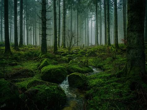 Mengenal Black Forest Salah Satu Hutan Menyeramkan Di Jerman