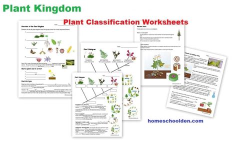 Botany Unit Plant Kingdom Worksheets And More Homeschool Den