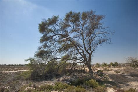 Maybe you would like to learn more about one of these? Photo 1758-11: Gum arabic tree (babul, Vachellia nilotica ...