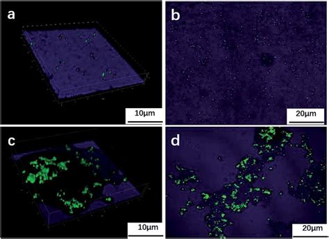 Fluorescence Images Of Bacterial Colonies On The Sample In The Culture