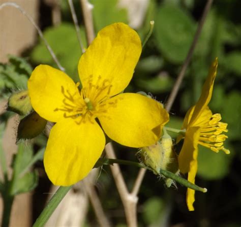 Celandine Yellow Wildflower Four Petals Front Profile A Season By A River