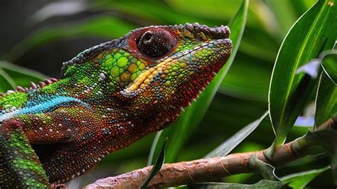 Pictures Chameleon Head Closeup Animals