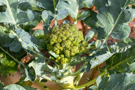 The Step By Step Process Of Growing Broccoli From Seed