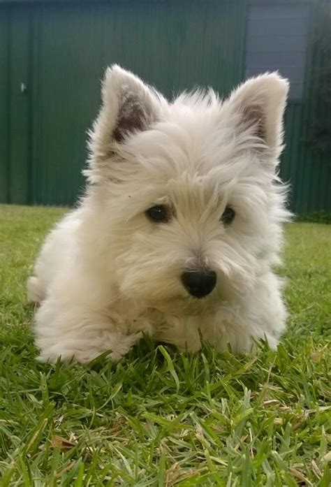 17 Best Images About Westie Grooming Pics On Pinterest Westies West
