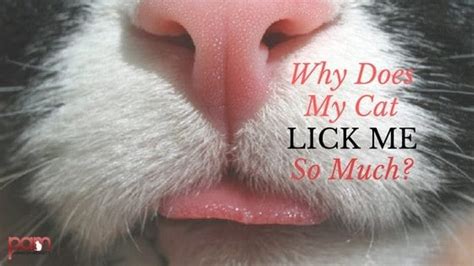 Why Does My Cat Lick Me So Much