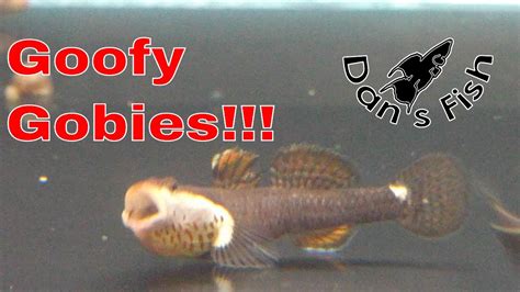 Species Profile White Cheek Goby Youtube