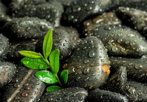 Premium Photo Green Leaf On Zen Basalt Stones With Water Drops