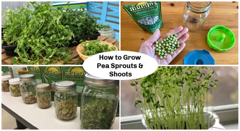Pea Sprouts And Shoots A Step By Step Growing Guide